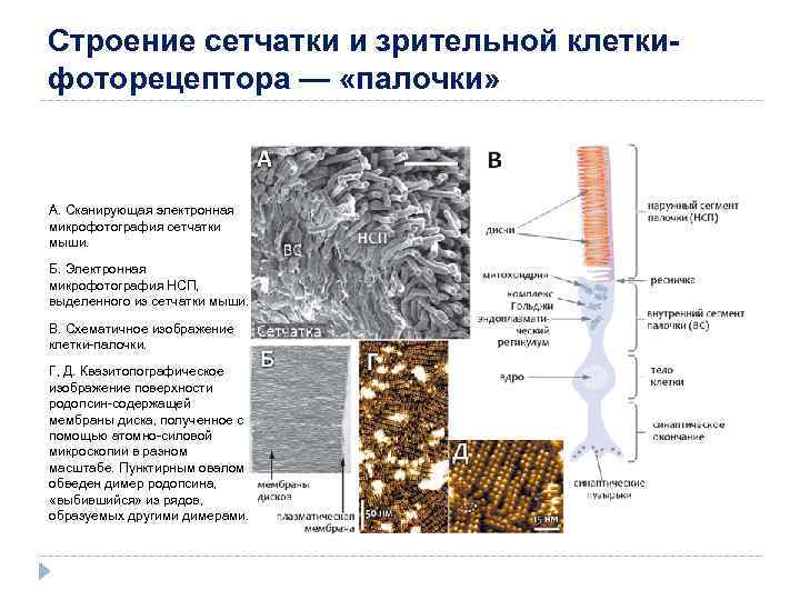 Строение сетчатки и зрительной клеткифоторецептора — «палочки» А. Сканирующая электронная микрофотография сетчатки мыши. Б.