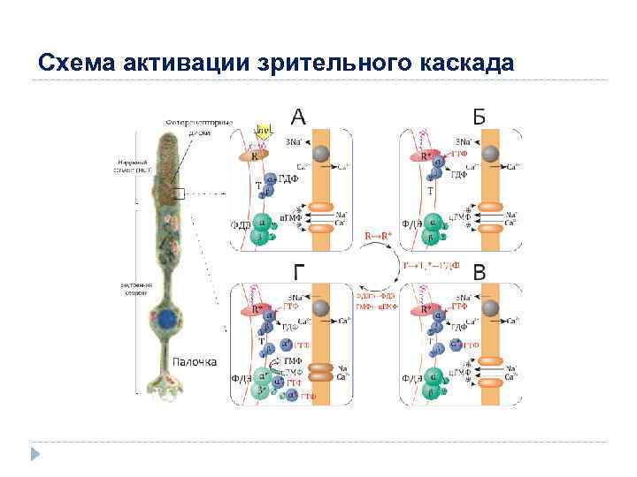 Схема активации зрительного каскада 