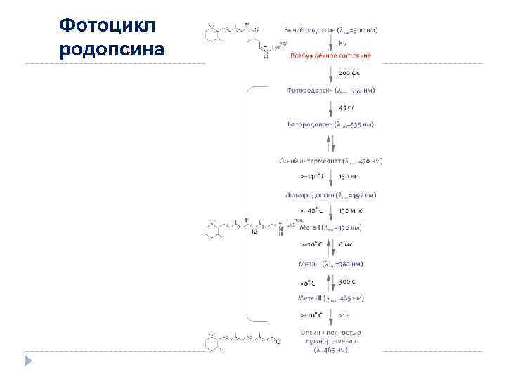 Фотоцикл родопсина 