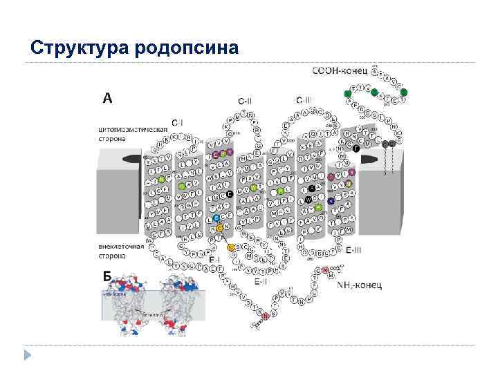 Структура родопсина 