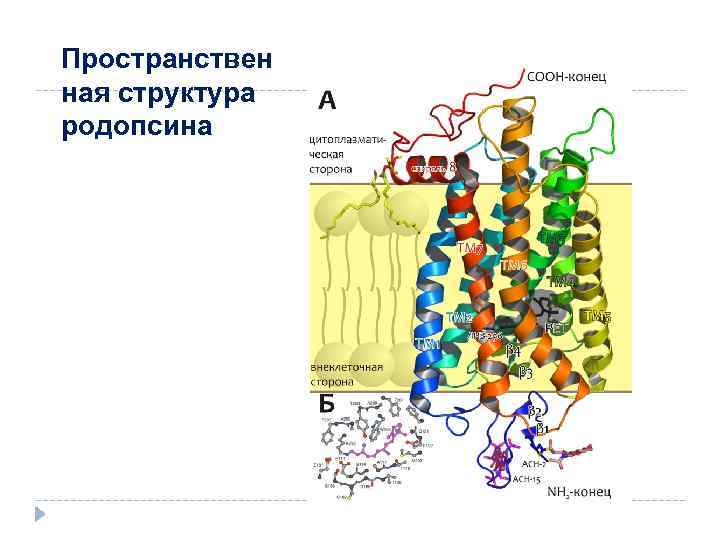 Пространствен ная структура родопсина 