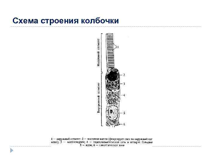 Схема строения колбочки 