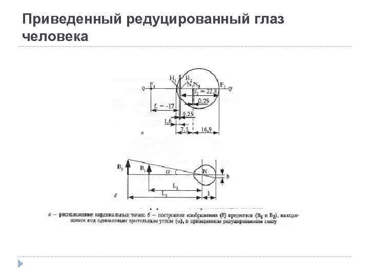 Приведенный редуцированный глаз человека 