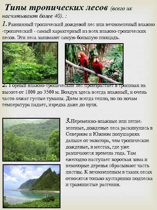Типы тропических лесов (всего их насчитывают более 40). : 1. Равнинный тропический дождевой лес