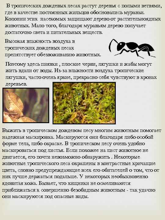 В тропических дождевых лесах растут деревья с полыми ветвями, где в качестве постоянных жильцов