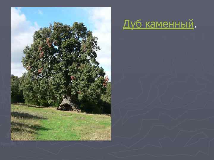 Дуб каменный. 