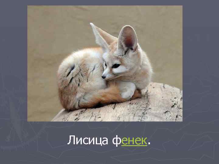 Лисица фенек. 