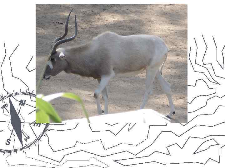 Антилопа-аддакс. 