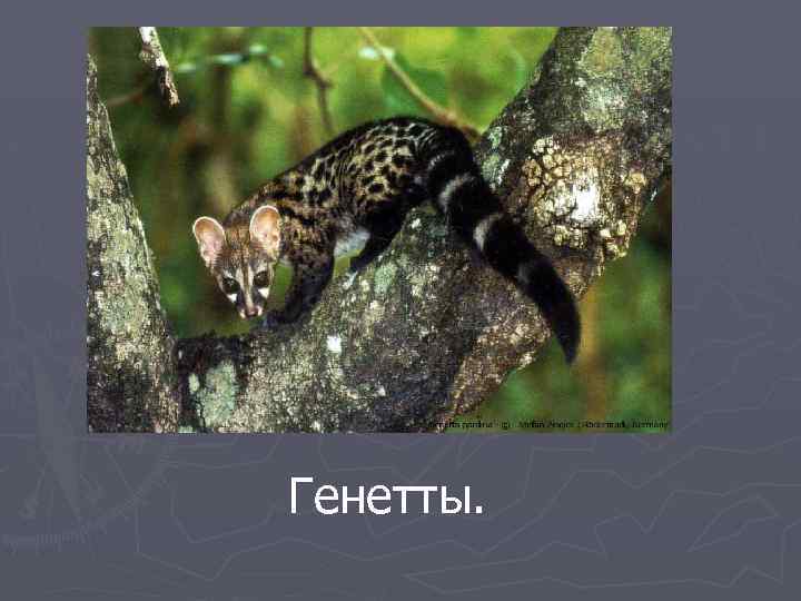 Генетты. 