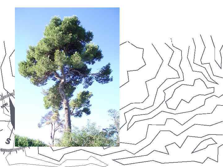 Сосна алеппская. 