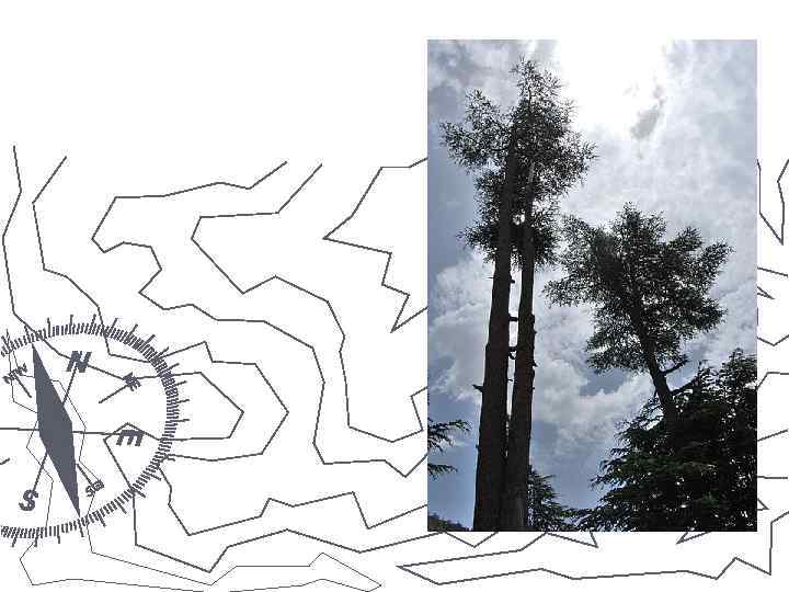 Кедр атласский. 