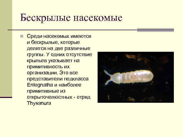 Бескрылые насекомые. Первичный бескрылые насекомые. Бескрылые насекомые представители. Бескрылые представители. Бескрылые насекомые таблица.