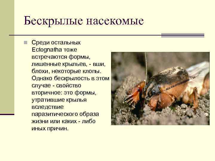 Бескрылые насекомые n Среди остальных Ectognatha тоже встречаются формы, лишенные крыльев, - вши, блохи,