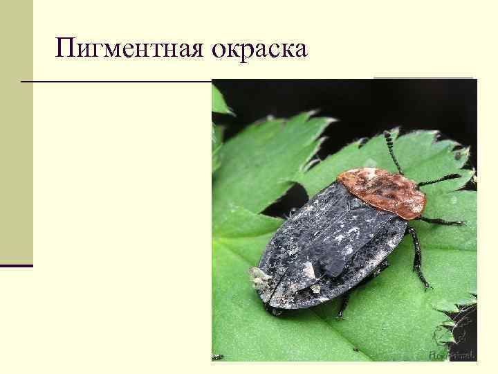 Пигментная окраска 