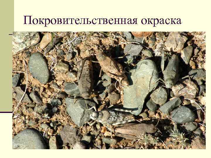 Покровительственная окраска 