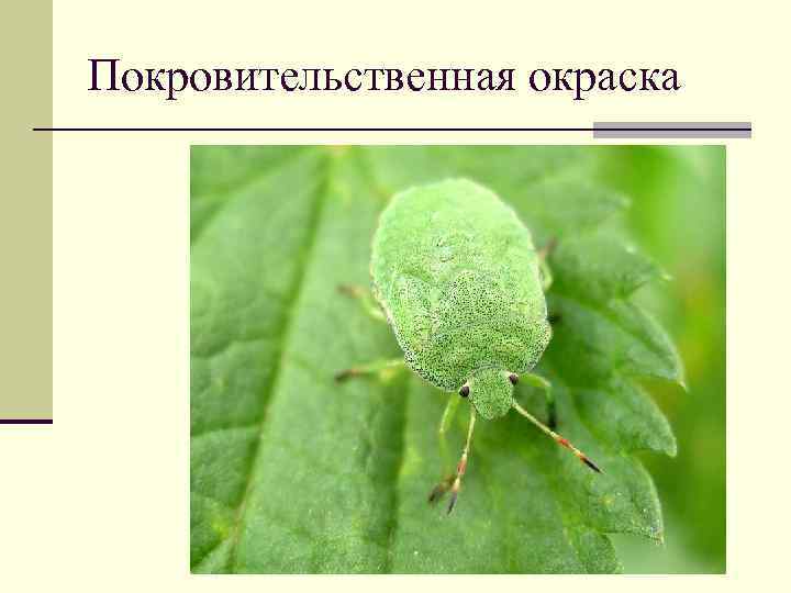 Покровительственная окраска 