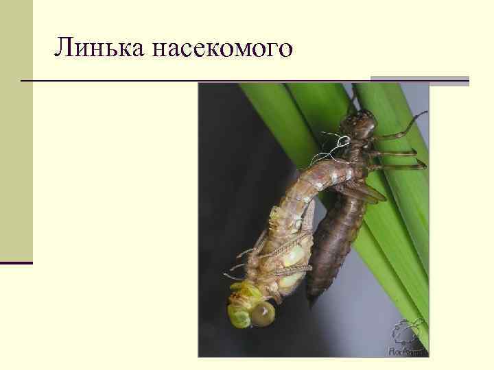 Линька насекомого 