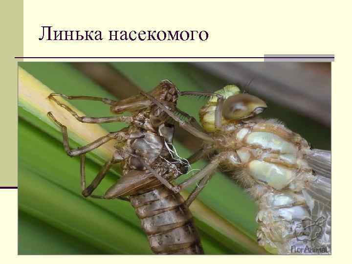 Линька насекомого 