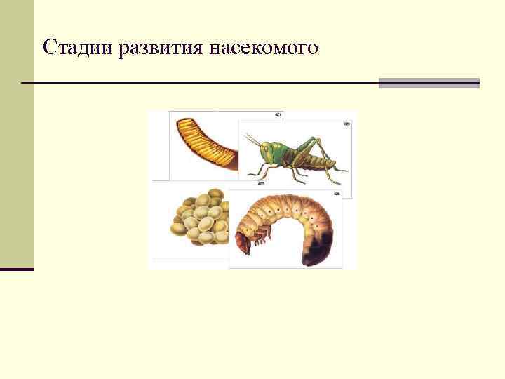 Стадии развития насекомого 
