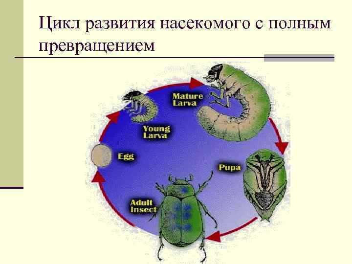 Схема жизненный цикл насекомых