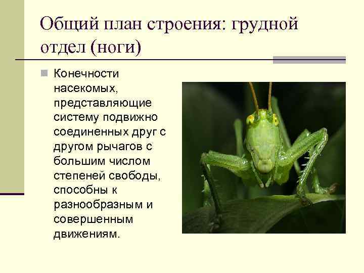 Общий план строения: грудной отдел (ноги) n Конечности насекомых, представляющие систему подвижно соединенных друг