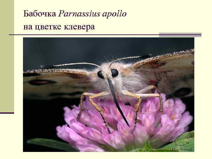 Бабочка Parnassius apollo на цветке клевера 