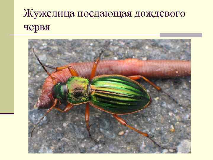 Жужелица поедающая дождевого червя 
