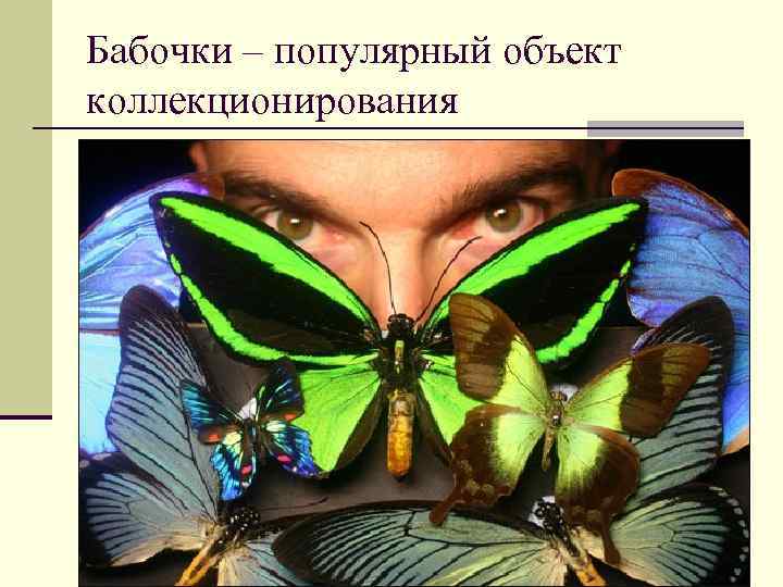 Бабочки – популярный объект коллекционирования 