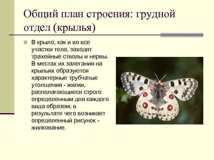 Общий план строения: грудной отдел (крылья) n В крыло, как и во все участки