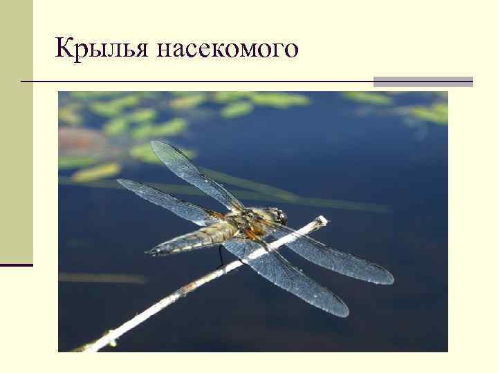 Крылья насекомого 