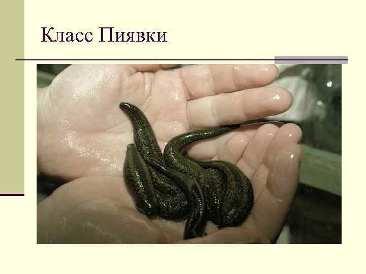 Класс Пиявки 