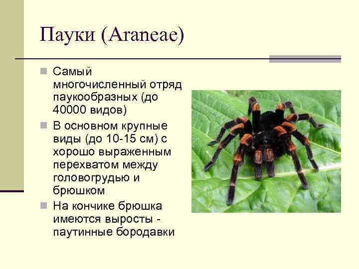 Паукообразные примеры. Отряд Araneae пауки. Отряды паукообразных. Класс паукообразные представители. Самый многочисленный отряд паукообразные.