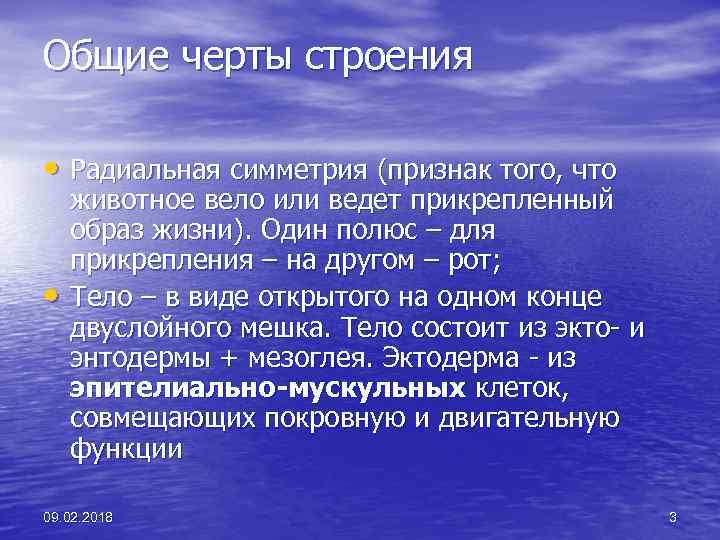 Общие черты строения • Радиальная симметрия (признак того, что • животное вело или ведет