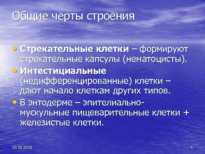 Общие черты строения • Стрекательные клетки – формируют стрекательные капсулы (нематоцисты). • Интестициальные (недифференцированные)