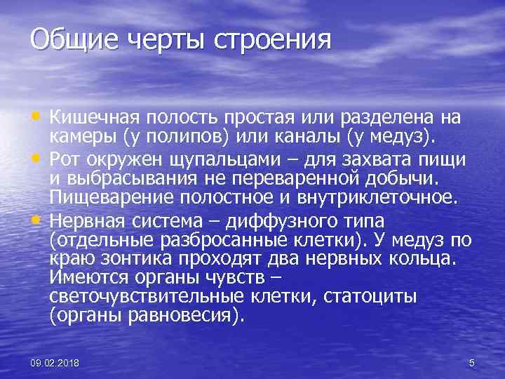 Общие черты строения • Кишечная полость простая или разделена на • • камеры (у