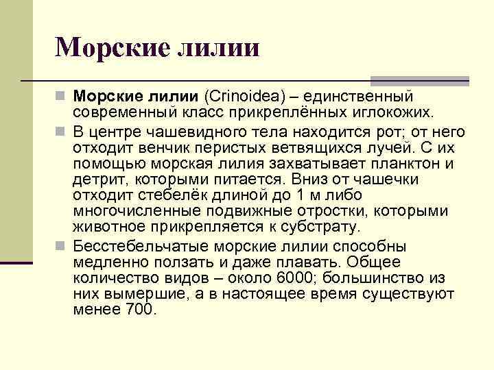 Морские лилии n Морские лилии (Crinoidea) – единственный современный класс прикреплённых иглокожих. n В