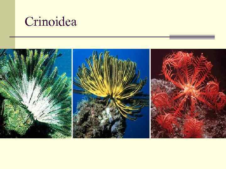 Crinoidea 