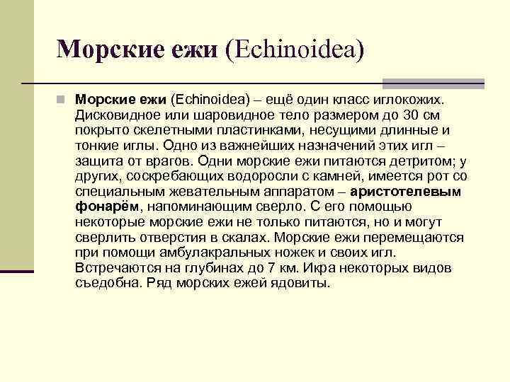 Морские ежи (Echinoidea) n Морские ежи (Echinoidea) – ещё один класс иглокожих. Дисковидное или