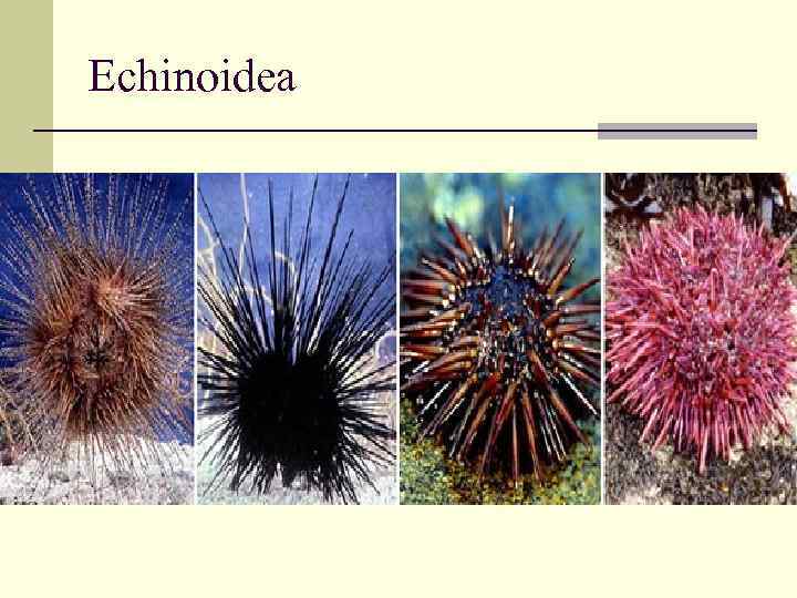 Echinoidea 