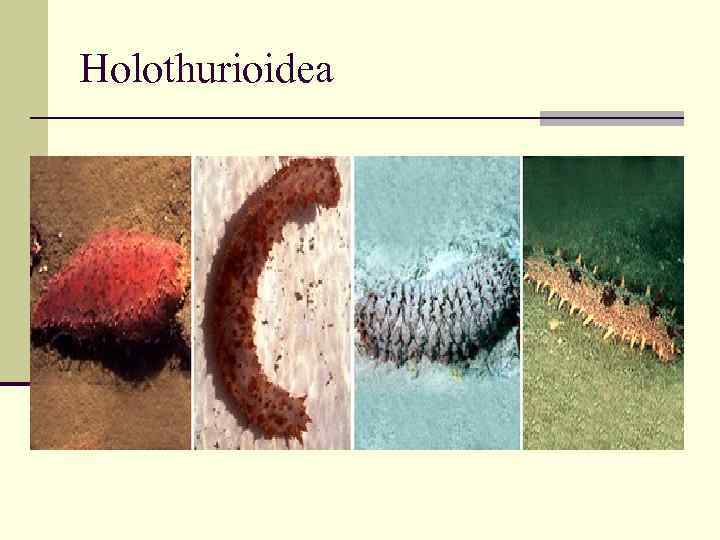 Holothurioidea 