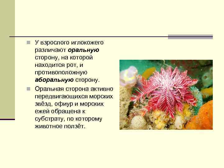 n У взрослого иглокожего различают оральную сторону, на которой находится рот, и противоположную аборальную