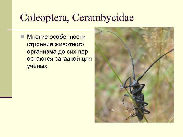 Coleoptera, Cerambycidae n Многие особенности строения животного организма до сих пор остаются загадкой для