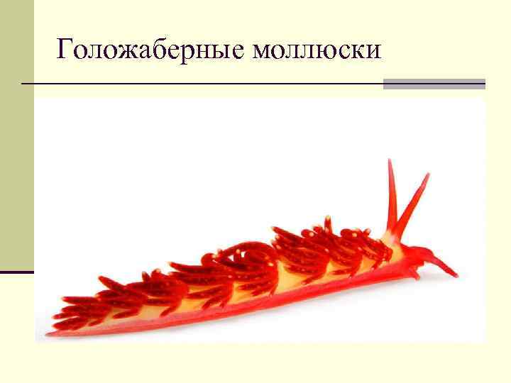 Голожаберные моллюски 