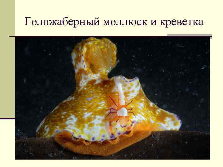 Голожаберный моллюск и креветка 