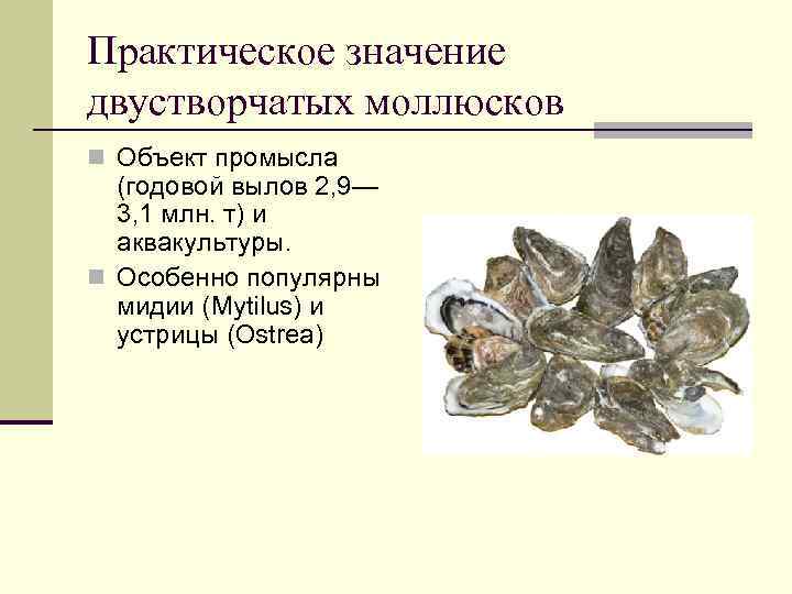 Практическое значение двустворчатых моллюсков n Объект промысла (годовой вылов 2, 9— 3, 1 млн.