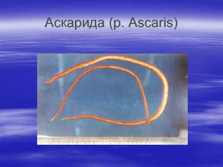 Аскарида (p. Ascaris) 