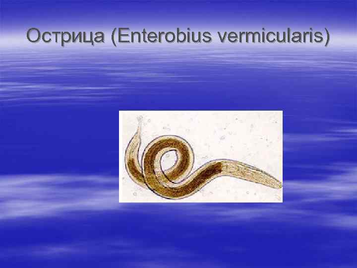 Острица (Enterobius vermicularis) 