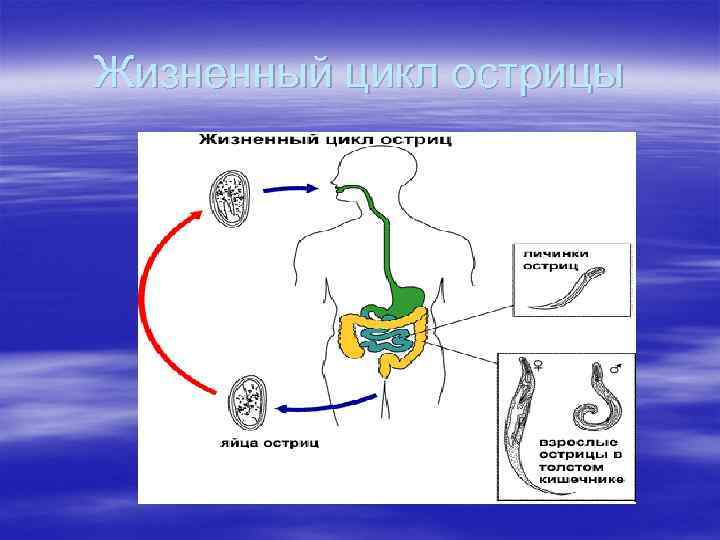 Жизненный цикл острицы 