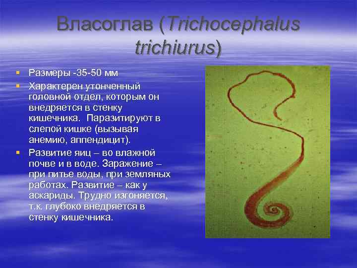 Власоглав симптомы. Власоглав человеческий (Trichocephalus Trichiurus). Власоглав круглые черви. Власоглав Таксон. Власоглав ареал.