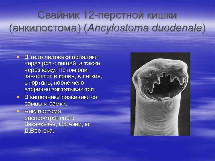 Свайник 12 -перстной кишки (анкилостома) (Ancylostoma duodenale) § В тело человека попадают через рот